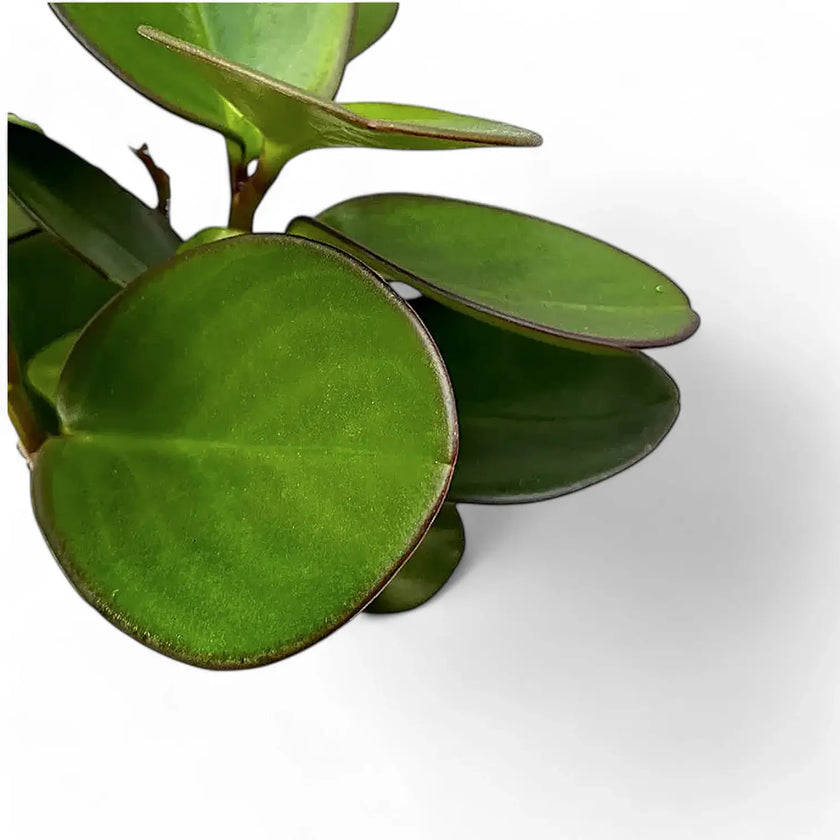 Peperomia clusiifolia 'Red Margin' leaf detail on white background.