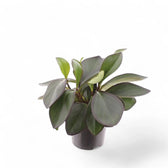 Peperomia clusiifolia 'Red Margin' potted plant in nursery pot on white background.