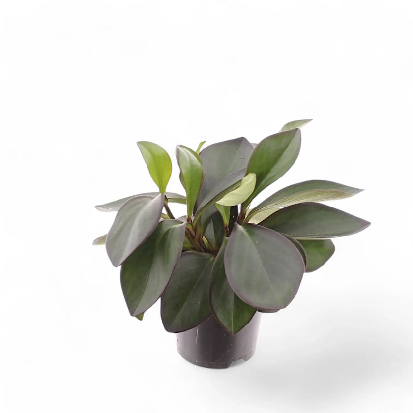 Peperomia clusiifolia 'Red Margin' potted plant in nursery pot on white background.