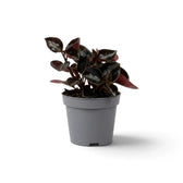 Side view of baby Peperomia colombiana in a grey nursery pot