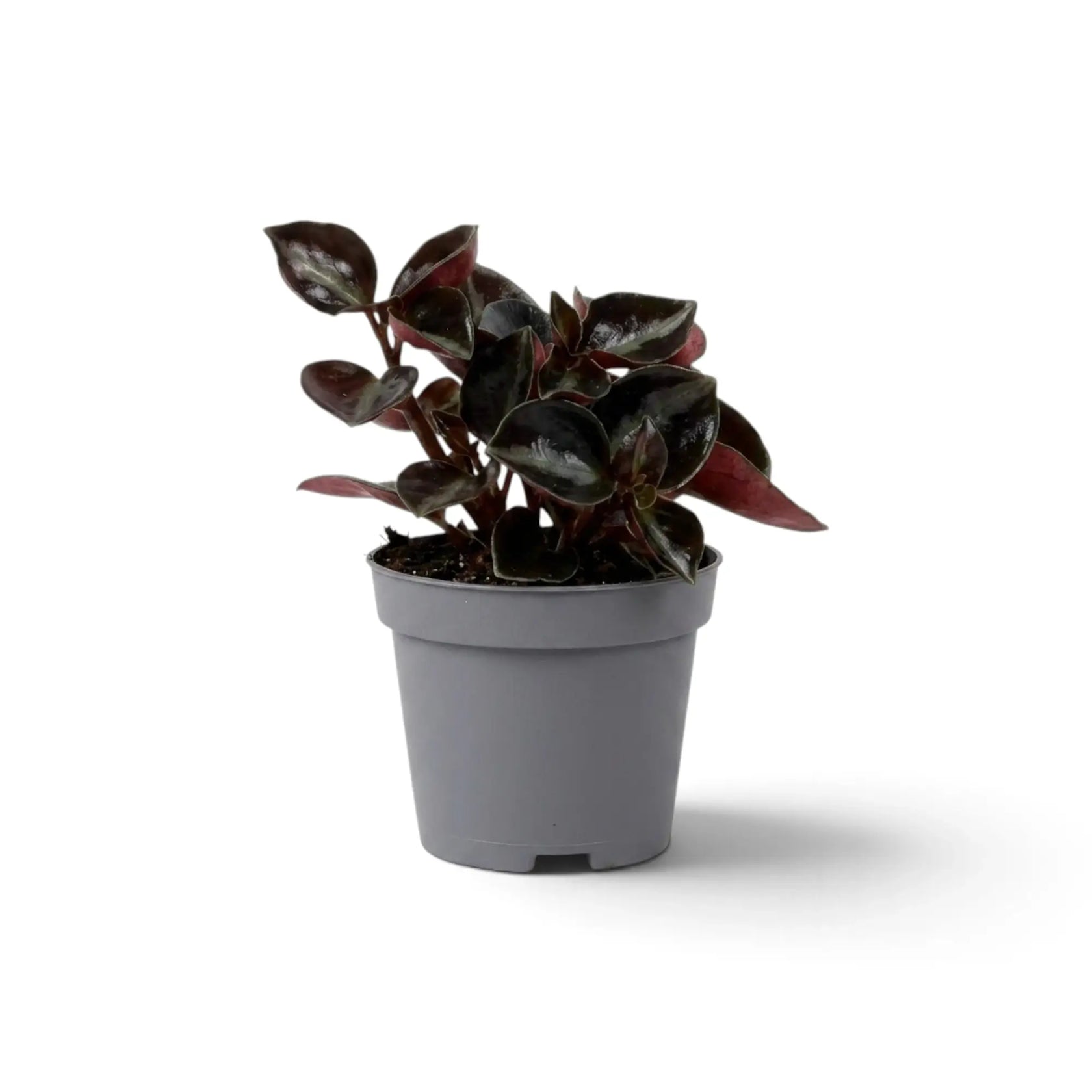 Side view of baby Peperomia colombiana in a grey nursery pot