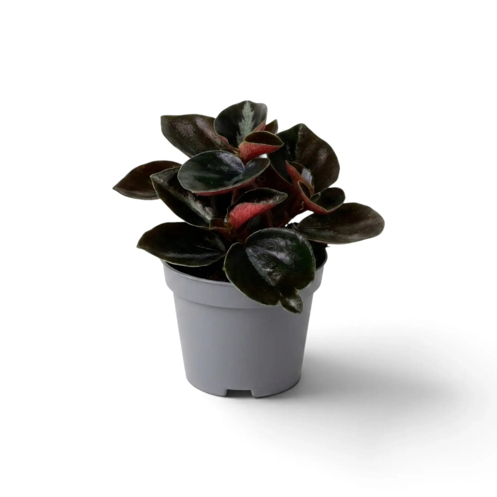 Baby Peperomia colombiana with dark leaves and red stems in a grey pot