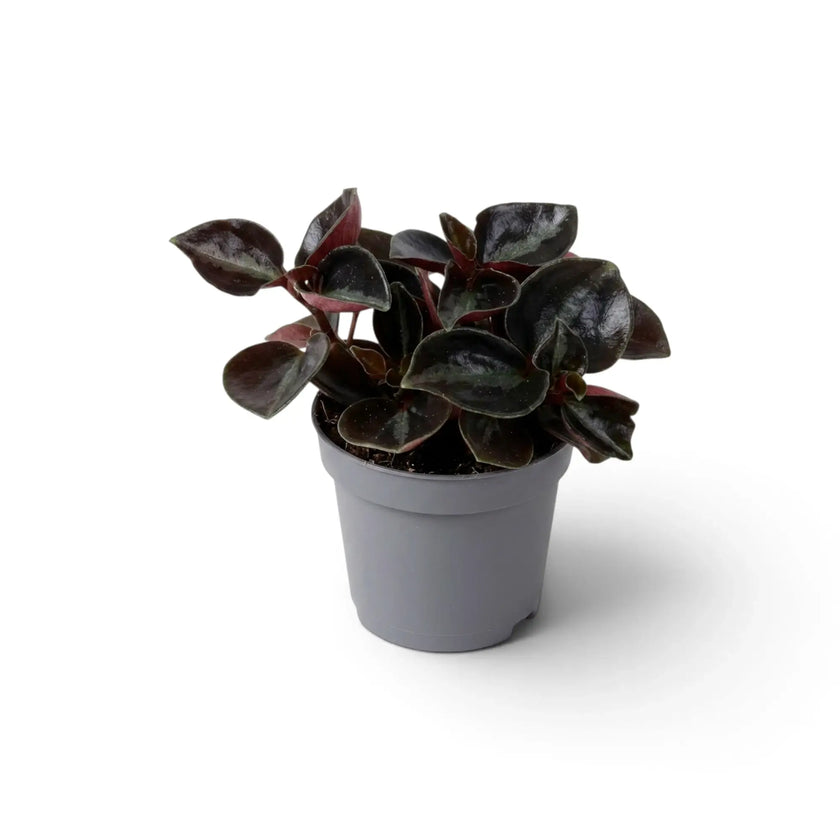 Compact baby Peperomia colombiana in a grey nursery pot