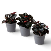 Three baby Peperomia colombiana plants with dark burgundy-green foliage
