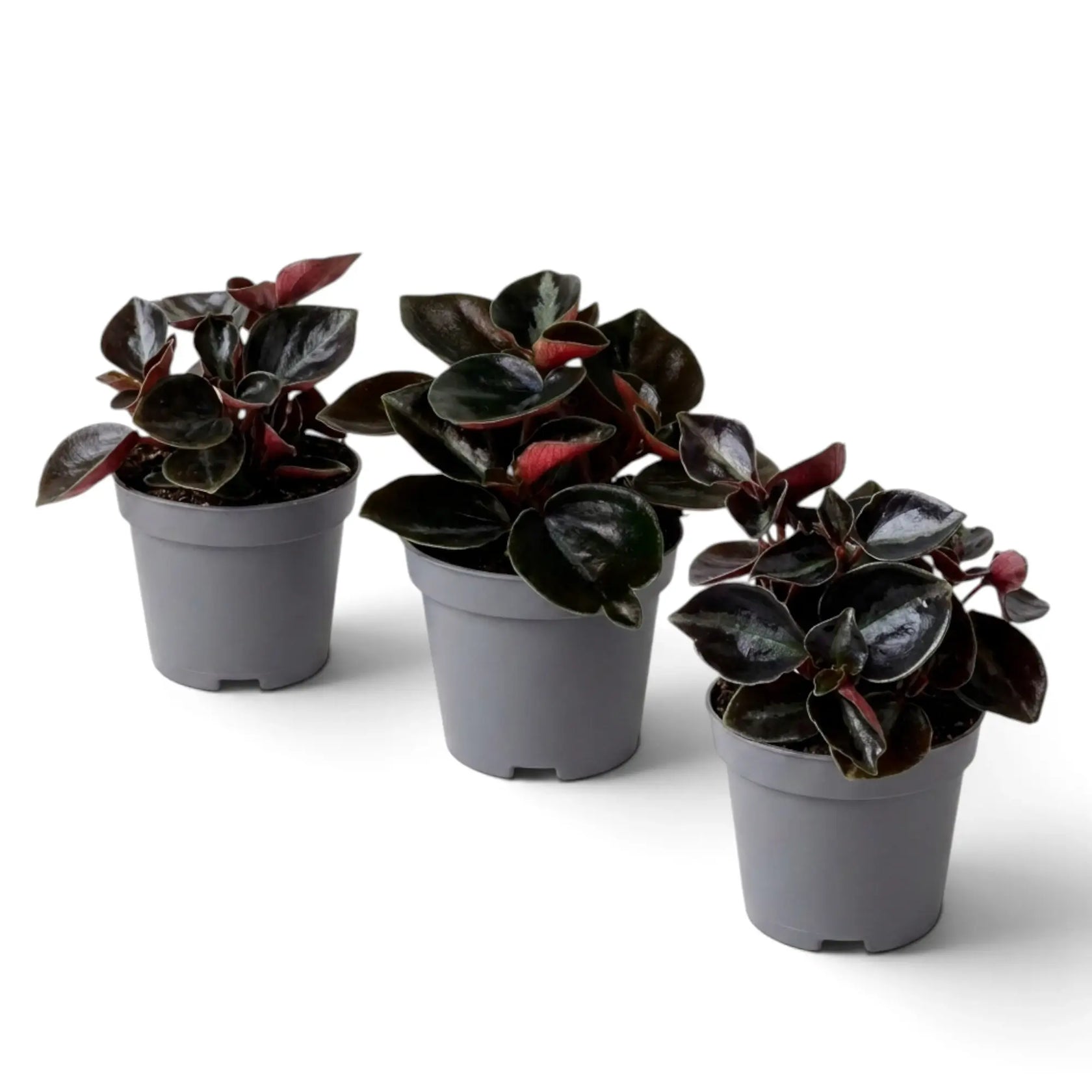 Three baby Peperomia colombiana plants with dark burgundy-green foliage