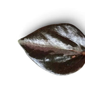 Close-up of a glossy dark Peperomia colombiana leaf