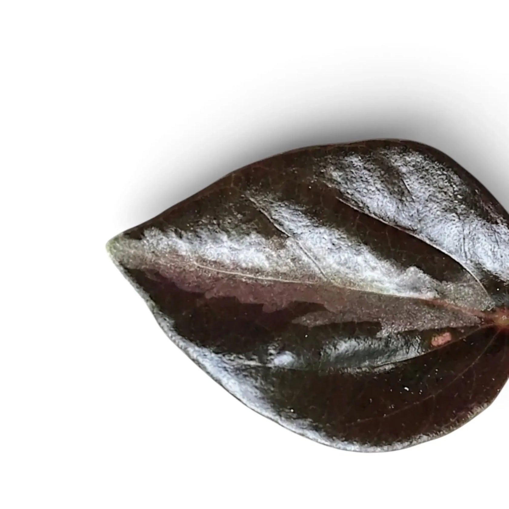 Close-up of a glossy dark Peperomia colombiana leaf