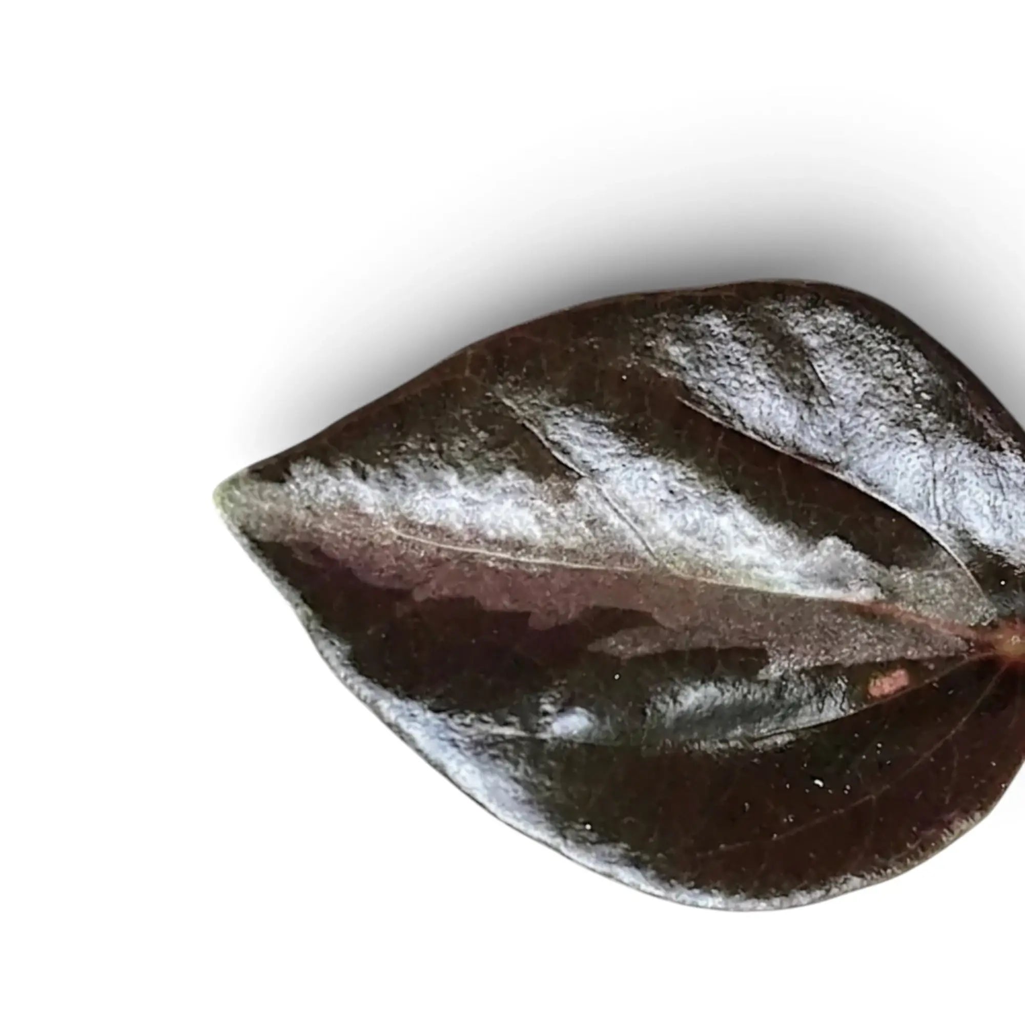 Close-up of a glossy dark Peperomia colombiana leaf