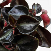 Close-up of Peperomia colombiana’s glossy dark leaves and red stems