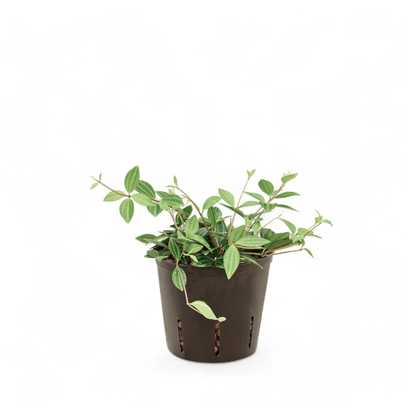 Peperomia dahlstedti potted plant in nursery pot on white background.