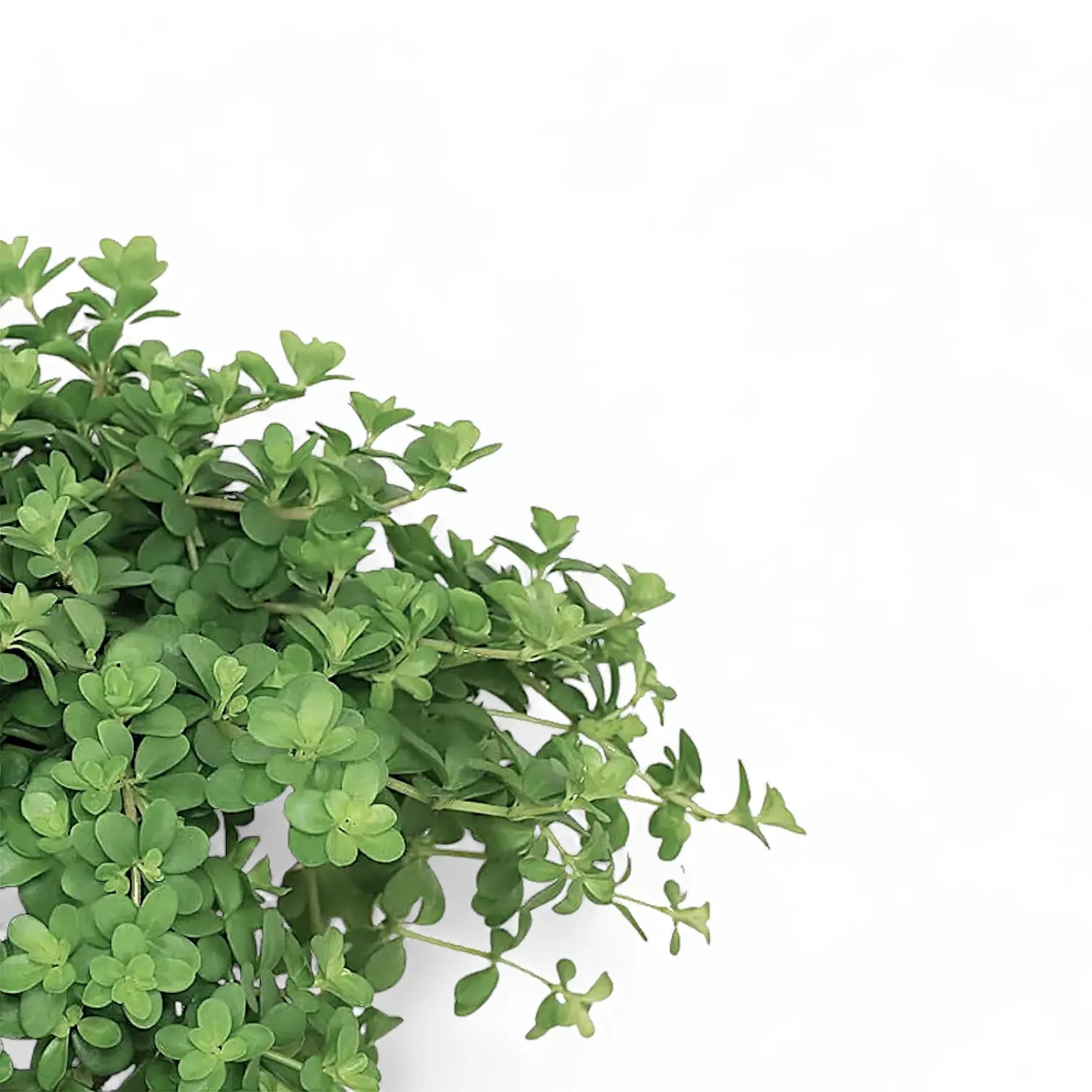 Peperomia deppeana – Blattdetail vor weißem Hintergrund..