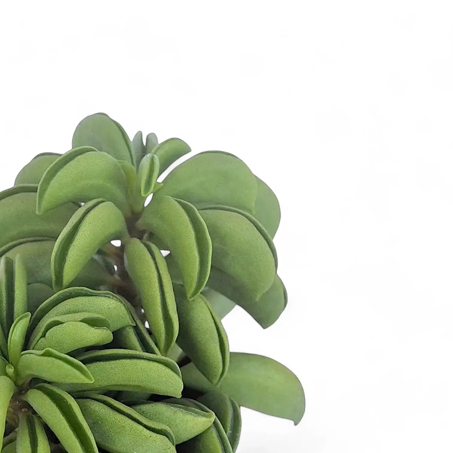 Peperomia dolabriformis 'Fire Sparks' close-up of leaf on white background.