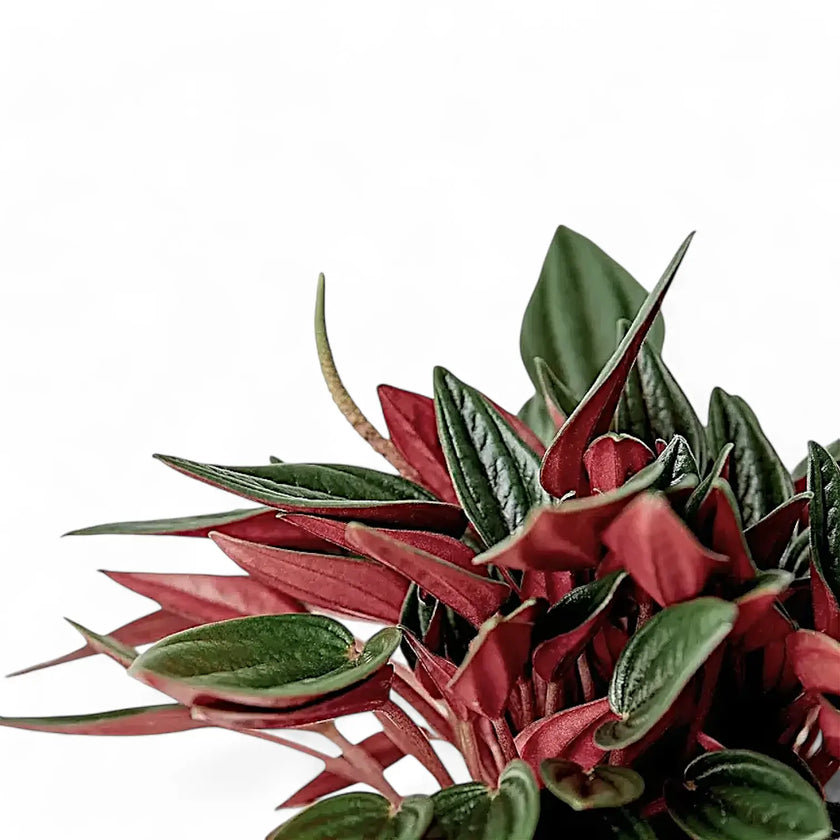 Nahaufnahme eines Blatts von Peperomia 'Eden Rosso' vor weißem Hintergrund.