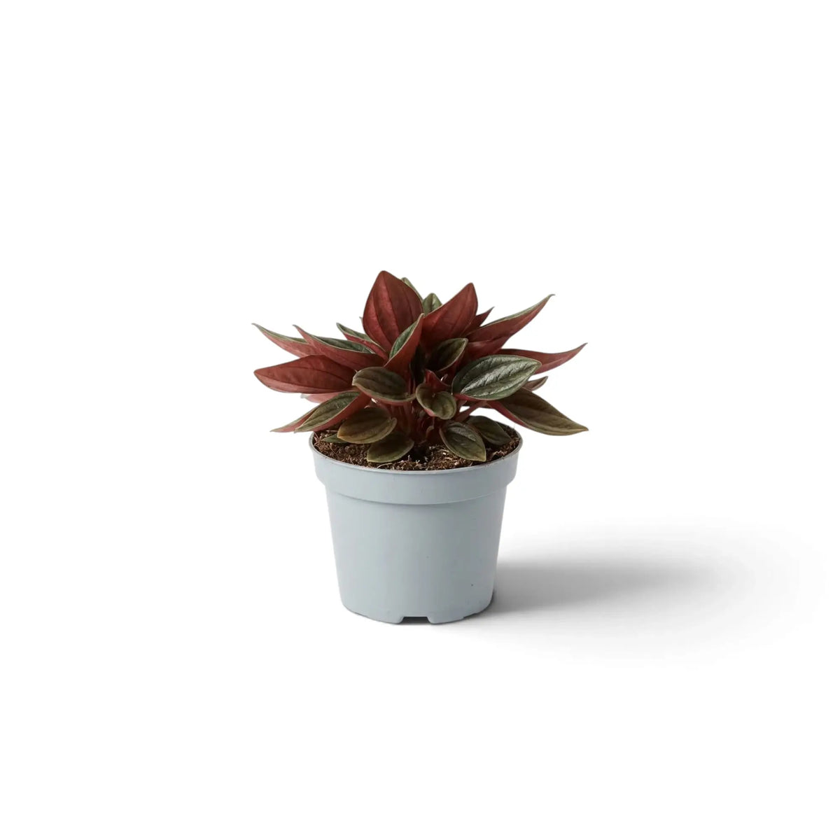 Jungpflanze von Peperomia ‘Eden Rosso’ mit kompaktem Wuchs, gerippten grünen Blättern und rötlich überlaufenen Blattstielen.