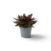 Jungpflanze von Peperomia ‘Eden Rosso’ mit kompaktem Wuchs, gerippten grünen Blättern und rötlich überlaufenen Blattstielen.