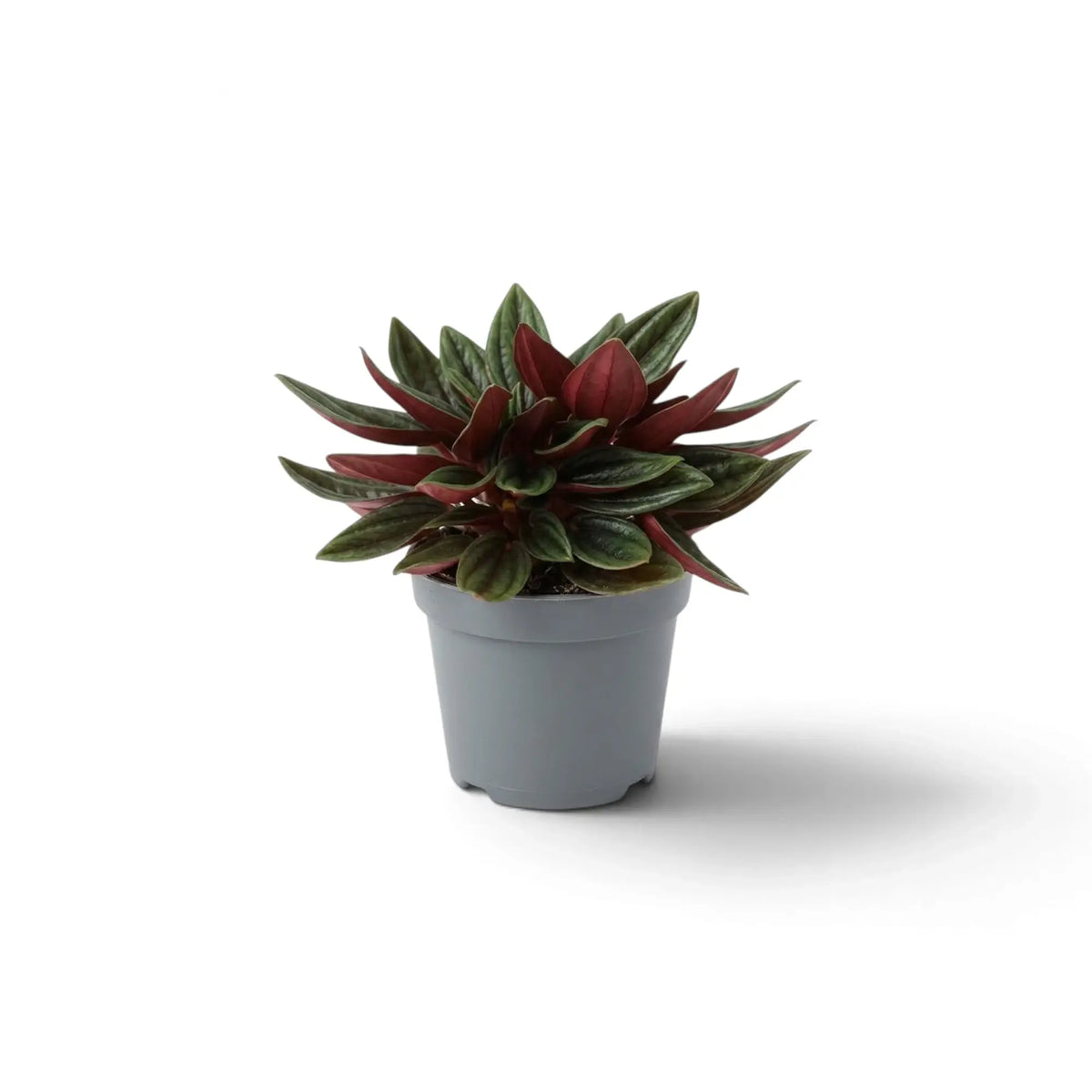 Jungpflanze von Peperomia ‘Eden Rosso’ mit kompaktem Wuchs, gerippten grünen Blättern und rötlich überlaufenen Blattstielen.
