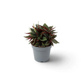 Jungpflanze von Peperomia ‘Eden Rosso’ mit kompaktem Wuchs, gerippten grünen Blättern und rötlich überlaufenen Blattstielen.