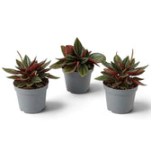 Jungpflanze von Peperomia ‘Eden Rosso’ mit kompaktem Wuchs, gerippten grünen Blättern und rötlich überlaufenen Blattstielen.