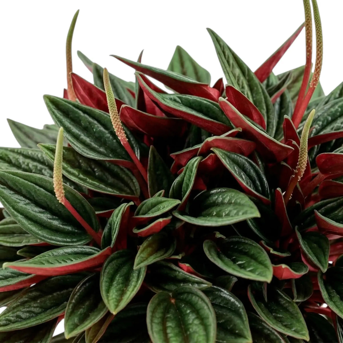 Nahaufnahme von Peperomia ‘Eden Rosso’ mit gerippten grünen Blättern und dunkelroten Unterseiten.
