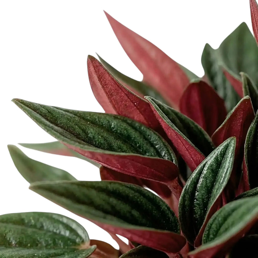 Peperomia ‘Eden Rosso’ foliage close-up with ridged green leaves and dark red undersides.