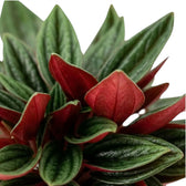 Nahaufnahme von Peperomia ‘Eden Rosso’ mit gerippten grünen Blättern und dunkelroten Unterseiten.