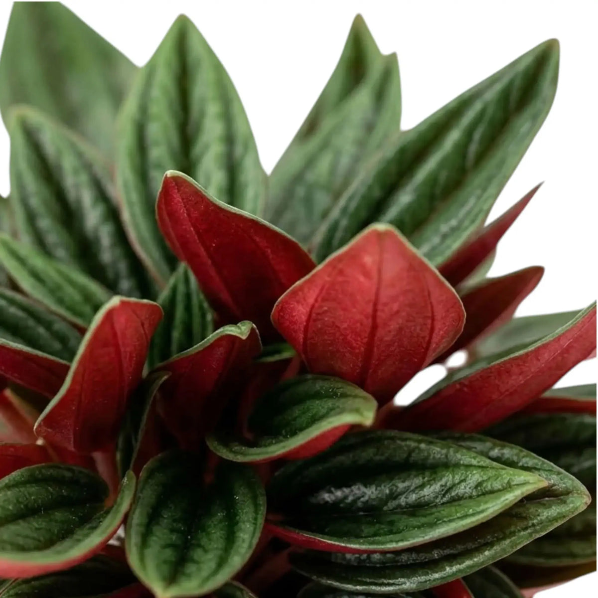 Nahaufnahme von Peperomia ‘Eden Rosso’ mit gerippten grünen Blättern und dunkelroten Unterseiten.