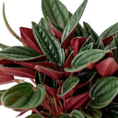 Nahaufnahme von Peperomia ‘Eden Rosso’ mit gerippten grünen Blättern und dunkelroten Unterseiten.