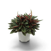 Peperomia ‘Eden Rosso’ mit dichtem, kompaktem Wuchs, gerippten grünen Blättern und rötlich überlaufenen Blattstielen.