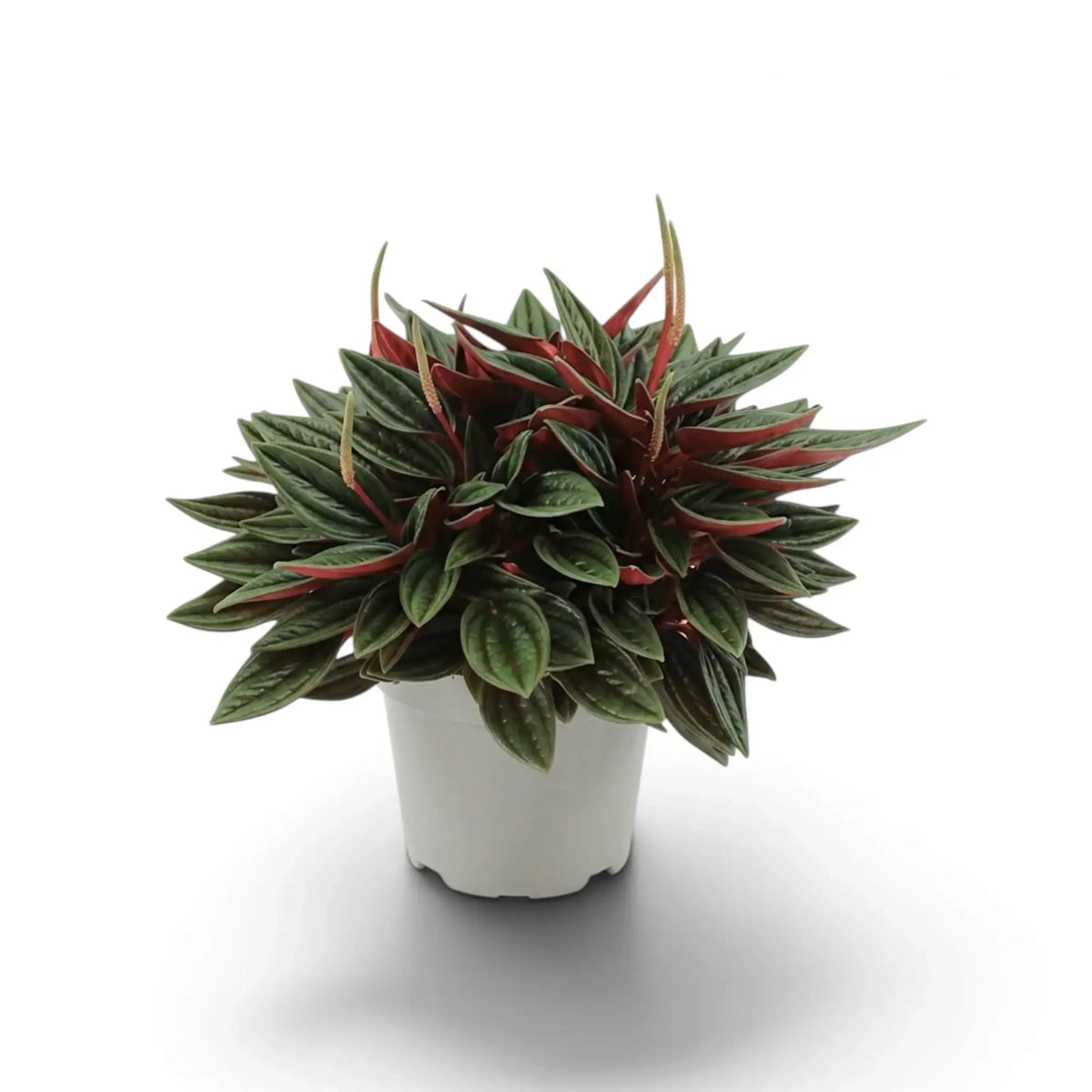 Peperomia ‘Eden Rosso’ mit dichtem, kompaktem Wuchs, gerippten grünen Blättern und rötlich überlaufenen Blattstielen.