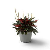Peperomia ‘Eden Rosso’ mit dichtem, kompaktem Wuchs, gerippten grünen Blättern und rötlich überlaufenen Blattstielen.