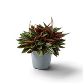 Peperomia ‘Eden Rosso’ mit dichtem, kompaktem Wuchs, gerippten grünen Blättern und rötlich überlaufenen Blattstielen.