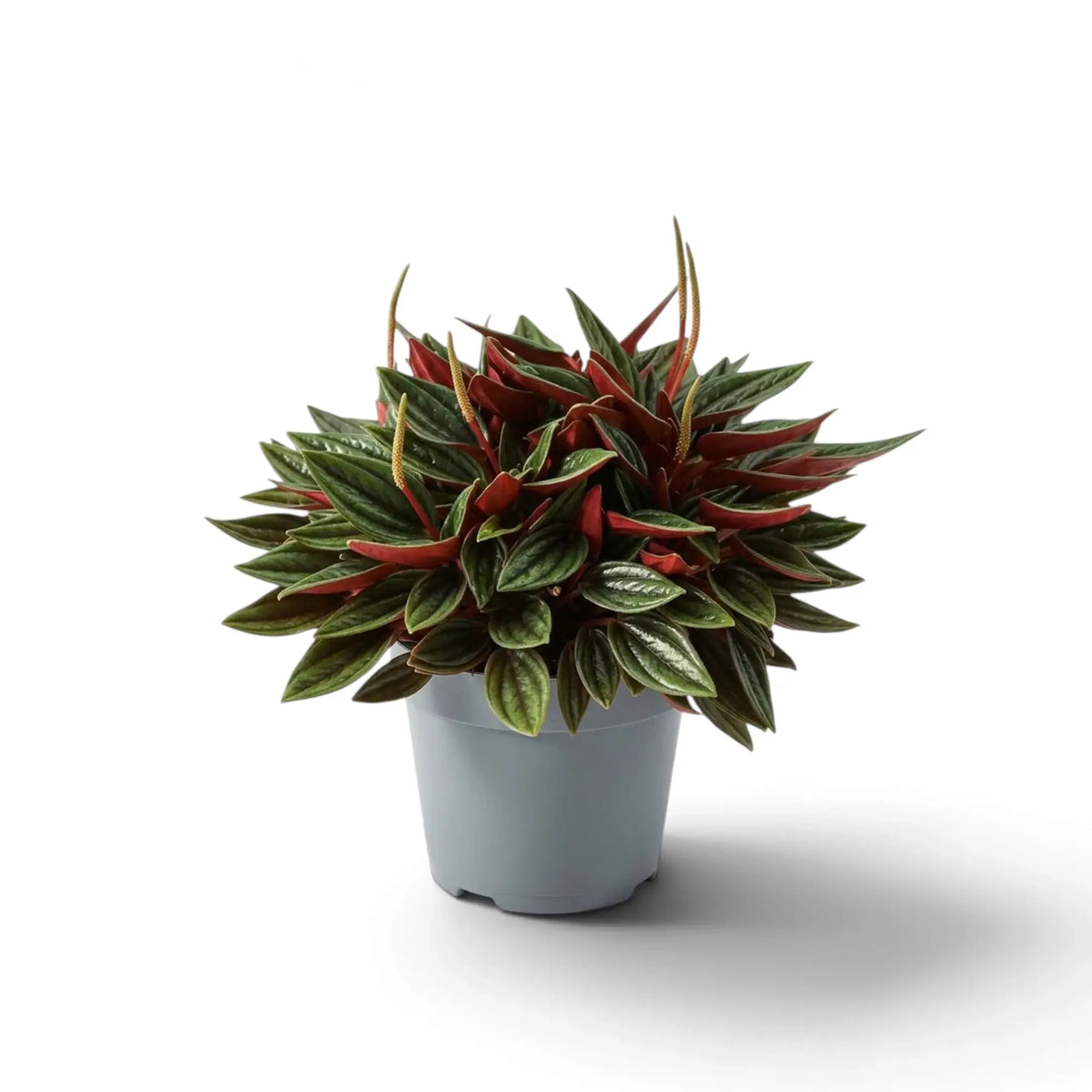 Peperomia ‘Eden Rosso’ mit dichtem, kompaktem Wuchs, gerippten grünen Blättern und rötlich überlaufenen Blattstielen.