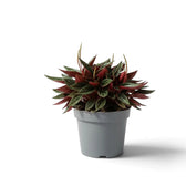 Peperomia ‘Eden Rosso’ mit dichtem, kompaktem Wuchs, gerippten grünen Blättern und rötlich überlaufenen Blattstielen.