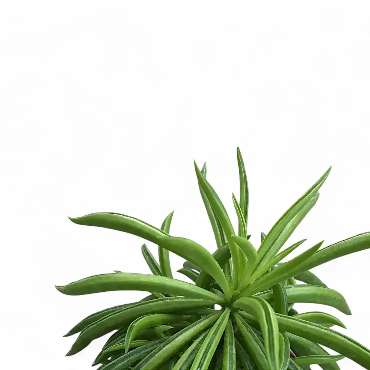 Peperomia ferreyrae 'Happy Bean' – Foliage Factory
