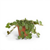 Peperomia 'Hope' potted plant in nursery pot on white background.