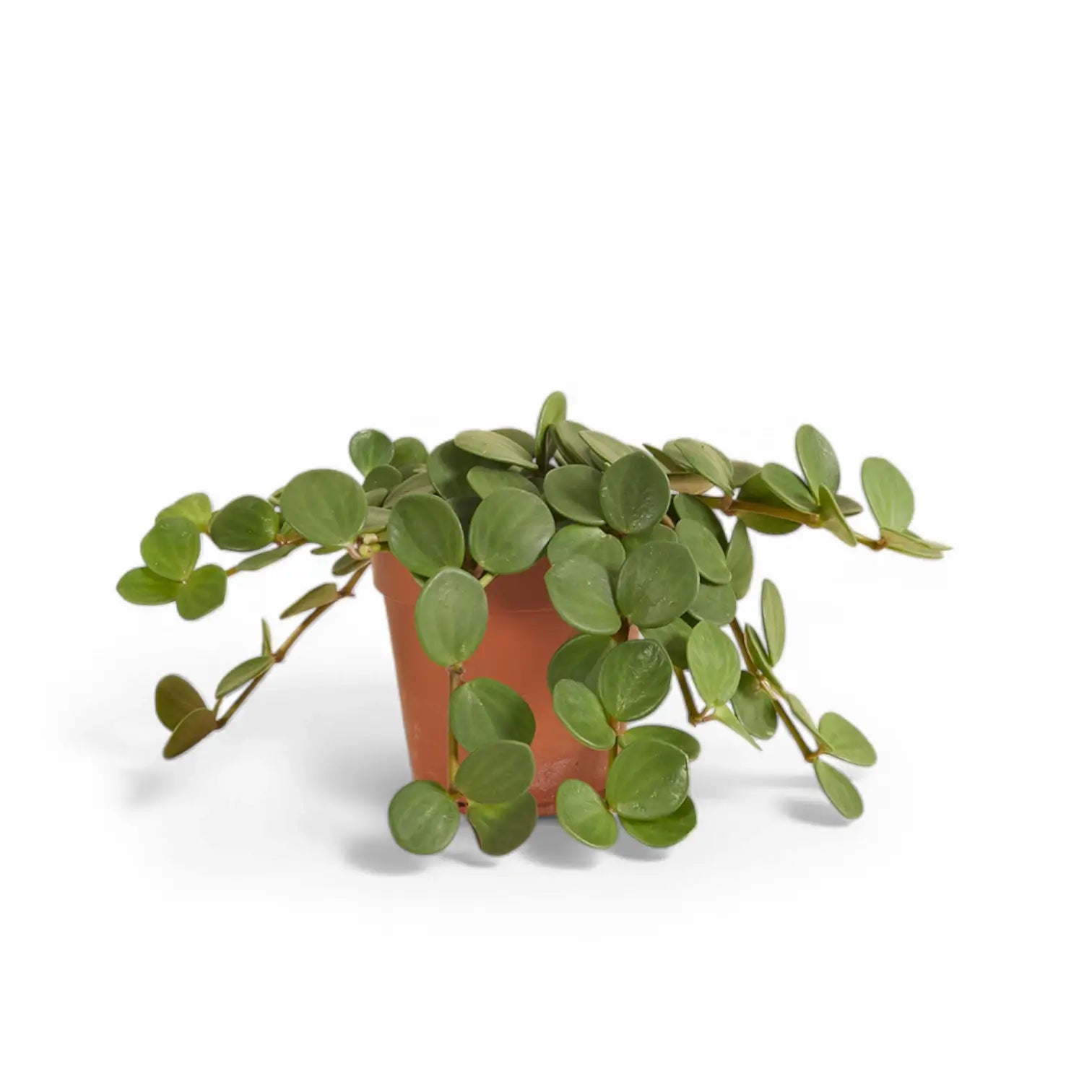 Peperomia 'Hope' potted plant in nursery pot on white background.