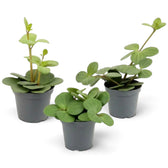 Jungpflanze von Peperomia ‘Hope’ mit runden, fleischigen Blättern an kurzen Trieben