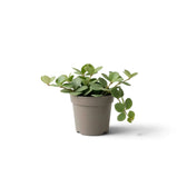 Jungpflanze von Peperomia ‘Hope’ mit runden, fleischigen Blättern an kurzen Trieben