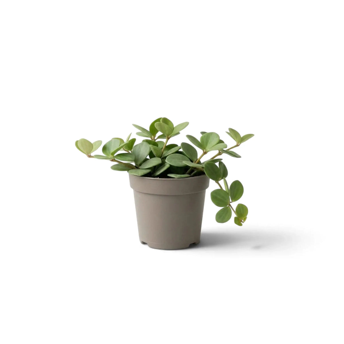 Jungpflanze von Peperomia ‘Hope’ mit runden, fleischigen Blättern an kurzen Trieben