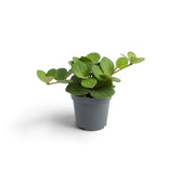 Jungpflanze von Peperomia ‘Hope’ mit runden, fleischigen Blättern an kurzen Trieben