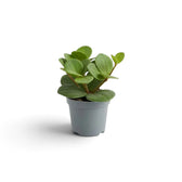Jungpflanze von Peperomia ‘Hope’ mit runden, fleischigen Blättern an kurzen Trieben