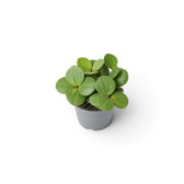 Jungpflanze von Peperomia ‘Hope’ mit runden, fleischigen Blättern an kurzen Trieben