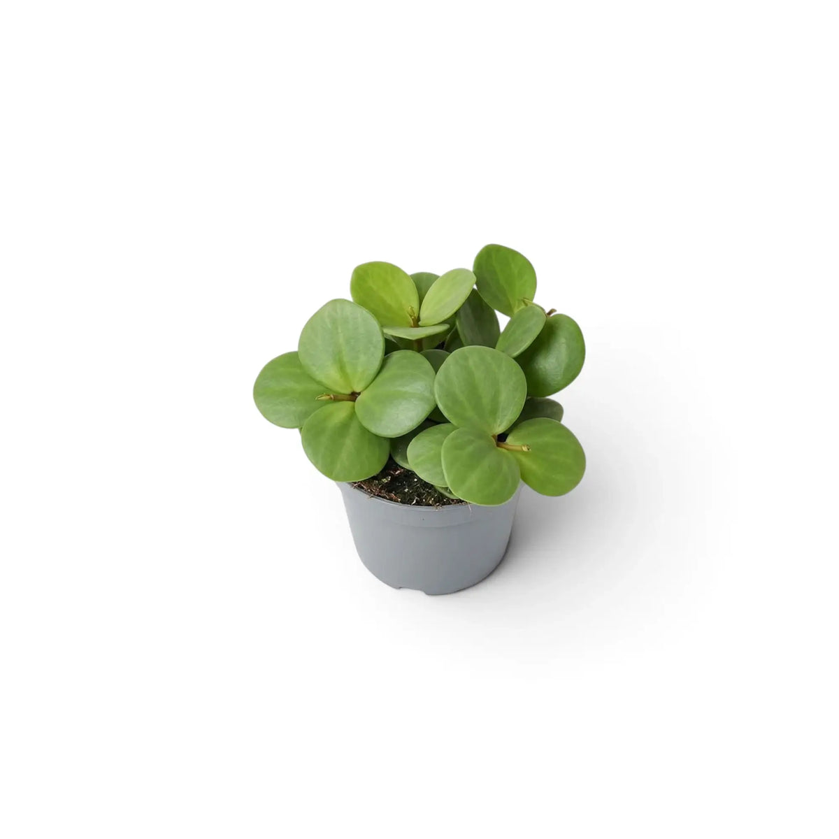 Jungpflanze von Peperomia ‘Hope’ mit runden, fleischigen Blättern an kurzen Trieben