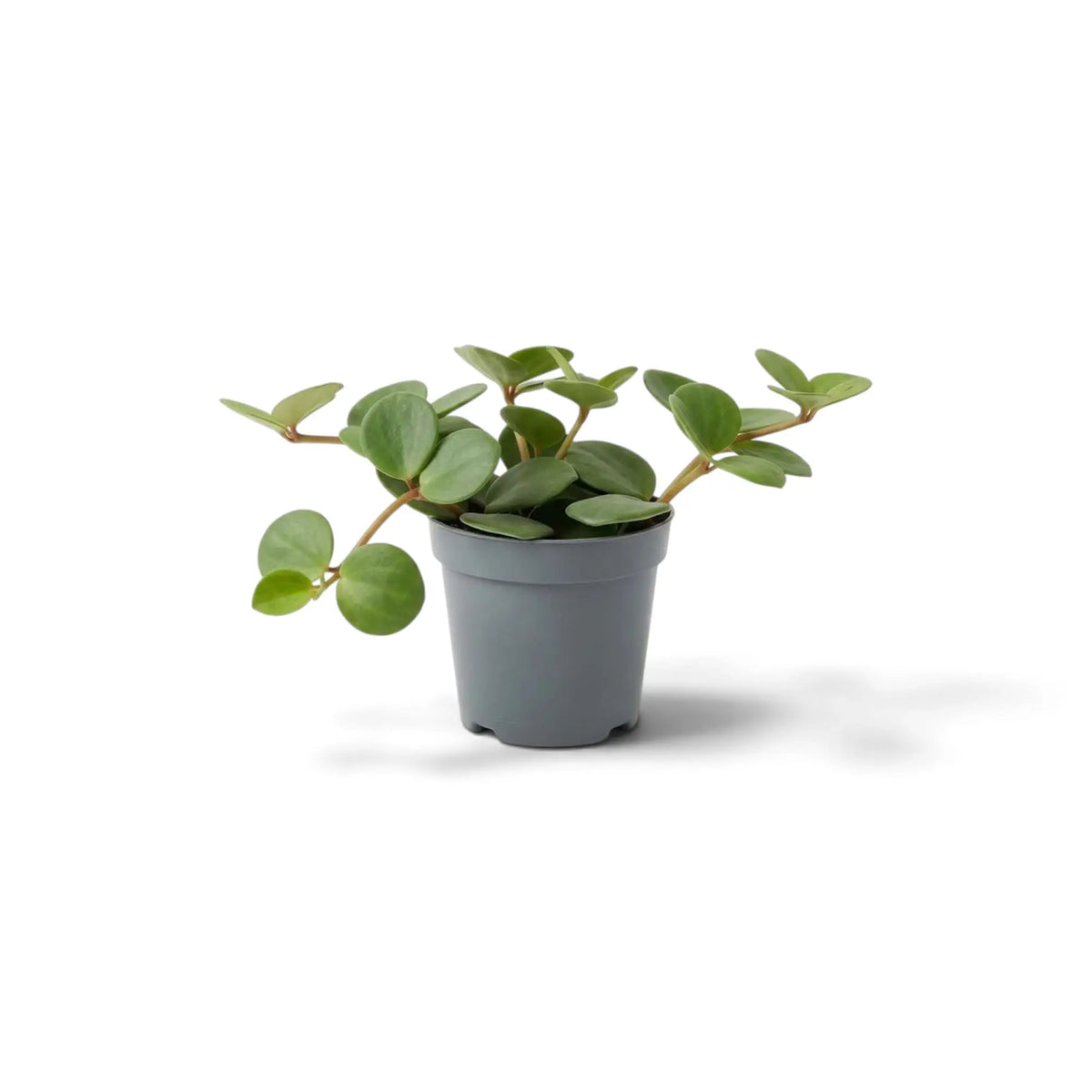 Jungpflanze von Peperomia ‘Hope’ mit runden, fleischigen Blättern an kurzen Trieben