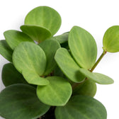 Runde, fleischige Blätter von Peperomia ‘Hope’ an überhängenden Trieben