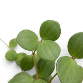 Runde, fleischige Blätter von Peperomia ‘Hope’ an überhängenden Trieben