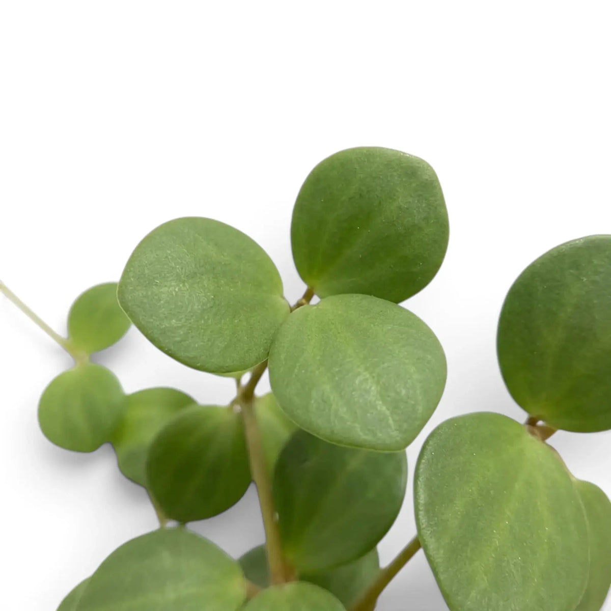 Runde, fleischige Blätter von Peperomia ‘Hope’ an überhängenden Trieben