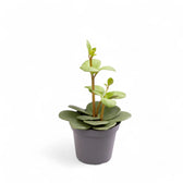 Peperomia 'Hope' young plant in nursery pot, round succulent leaves on short stems on white background.