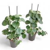Peperomia 'Hovaria' potted plant in nursery pot on white background.