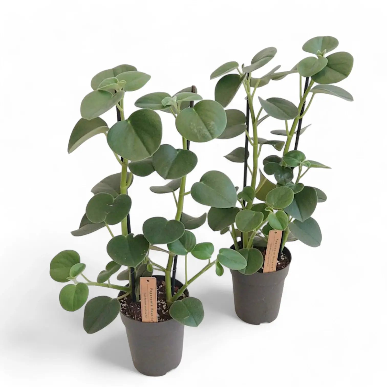 Peperomia 'Hovaria' potted plant in nursery pot on white background.